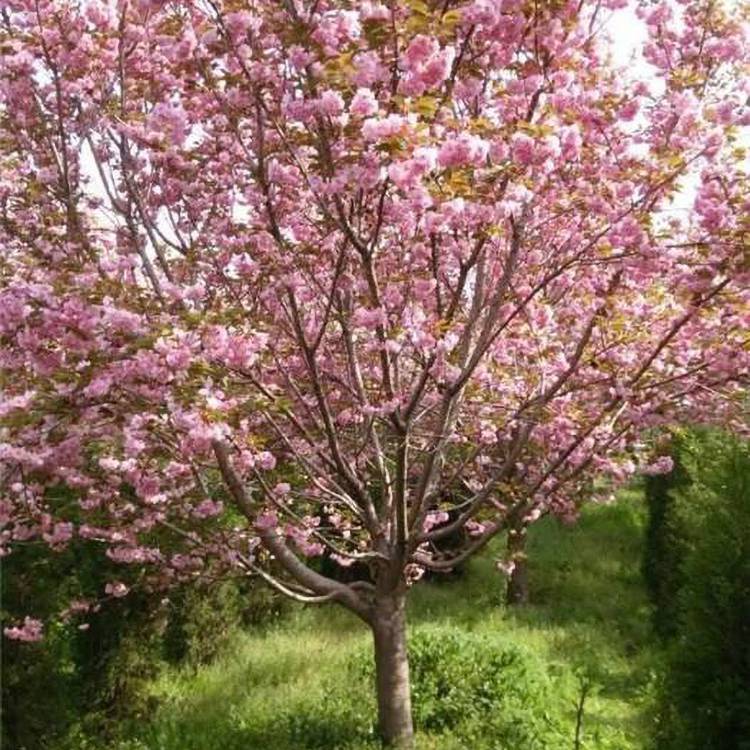 山樱花袋苗生产基地樱花苗当年可开花樱花树基地供应