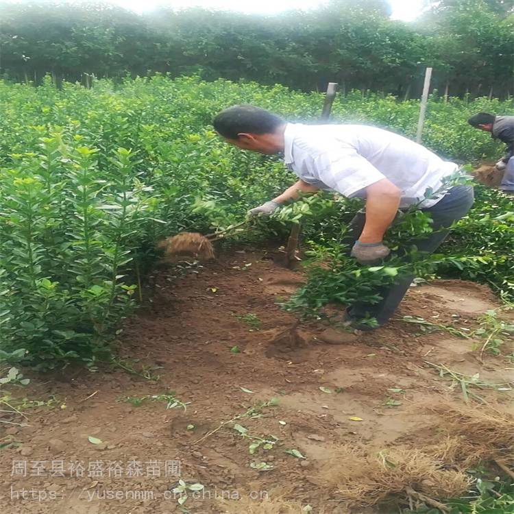 北海道黄杨绿篱 耐寒旱适应性强 卫矛绿篱 树苗价格3年苗