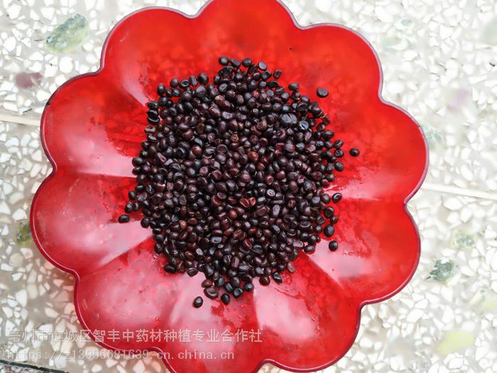 芍药苗产地芍药种子质量亳州智丰产地销售