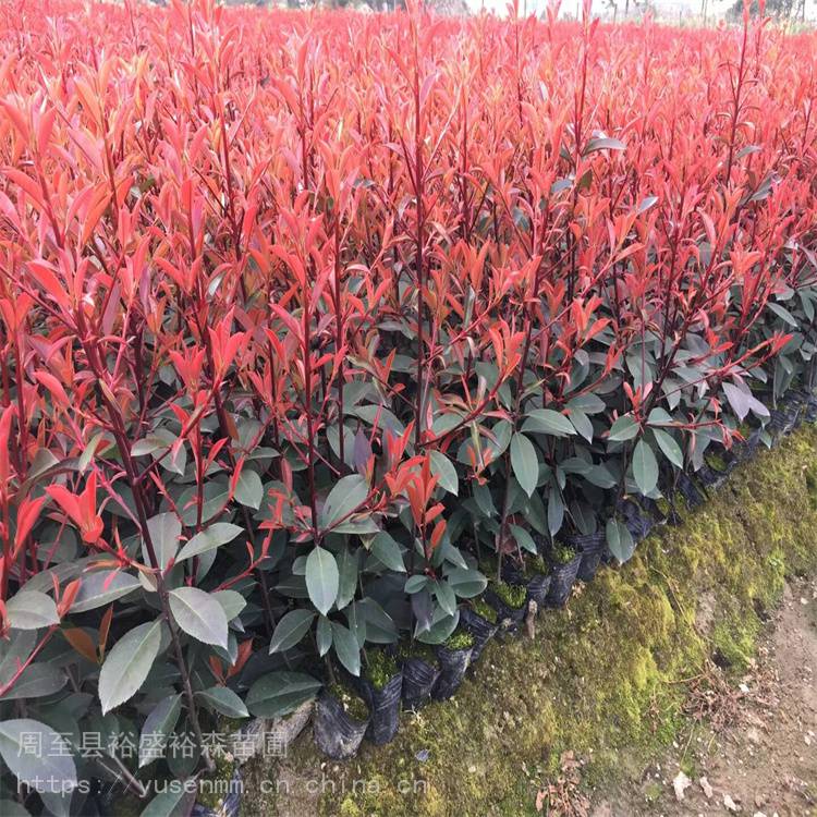 1米红叶石楠球树苗 美植袋苗绿化苗木 红叶石楠植物篱笆墙
