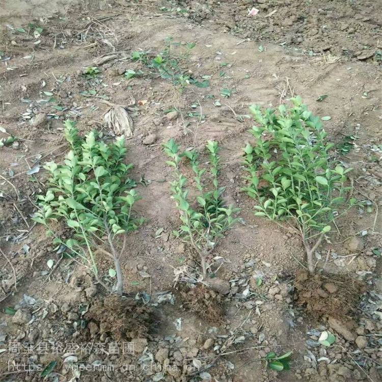绿化苗木 冬青 树苗球型苗木30亩地