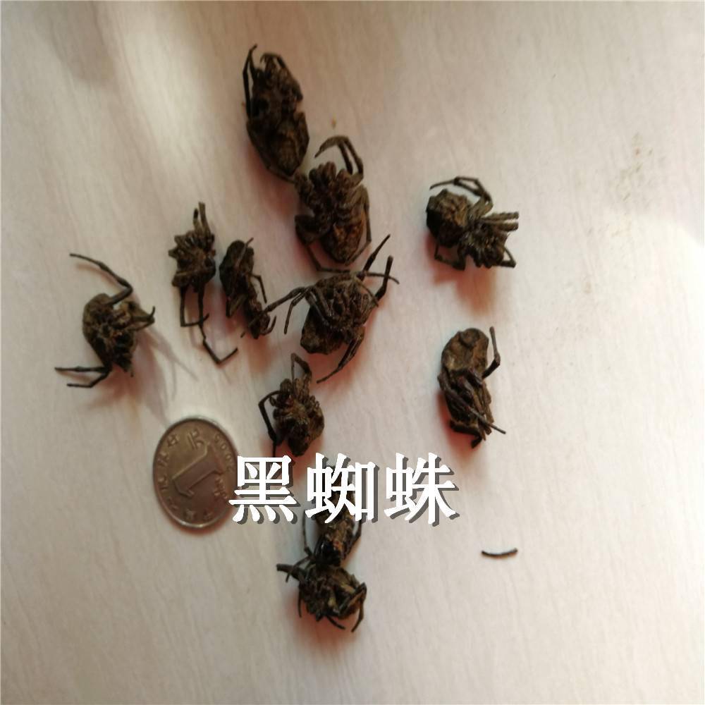 黑蜘蛛价格/大黑蜘蛛多少钱/蜘蛛一公斤批发