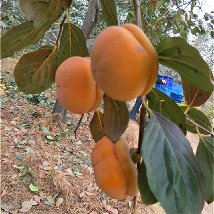 柿子树多数品种在嫁接后3～4年开始结果,10～12年达盛果期,柿子树实生