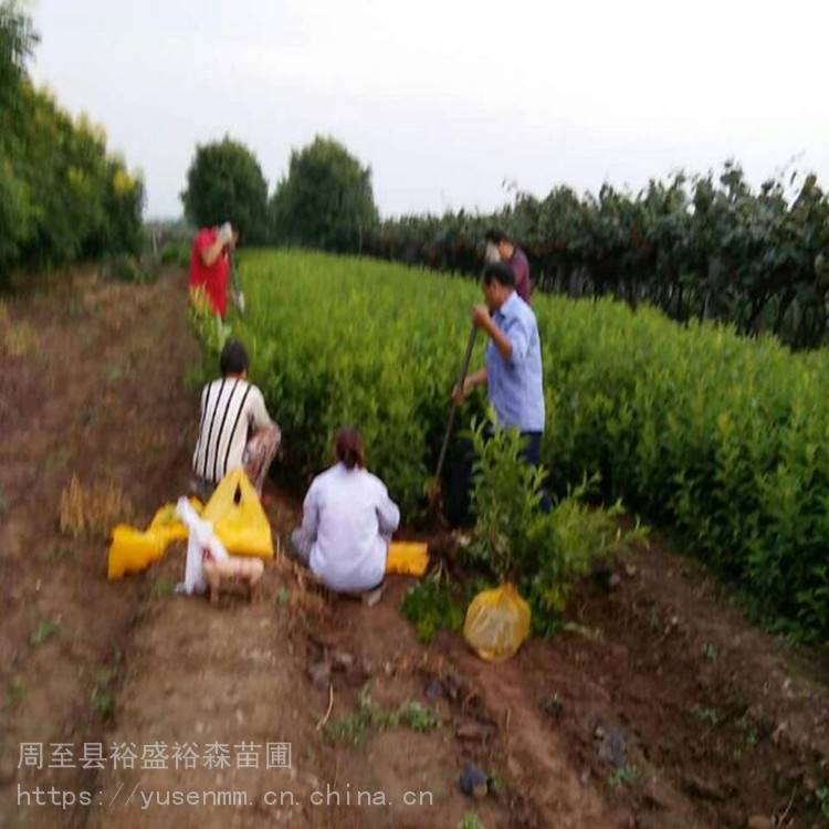 陕西周至绿化苗木球类 绿化草坪种子 墙体遮挡树苗H5低成本