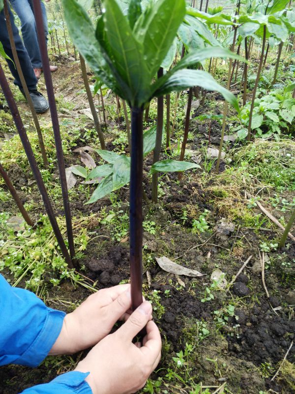 浙江临安杭州金华重楼七叶一枝花种植技术