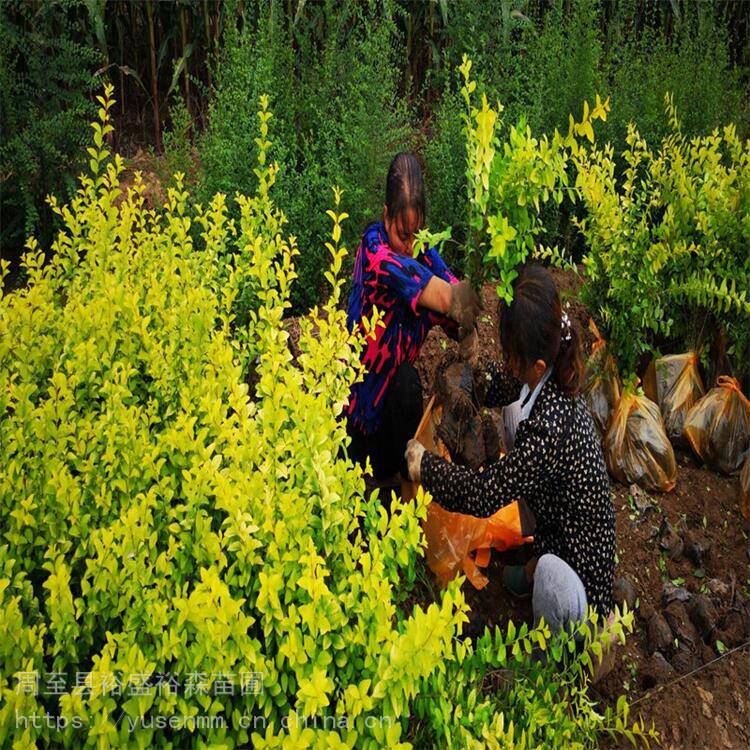 金叶女贞种植方法北方地区 五角枫 低矮绿化苗木50高度