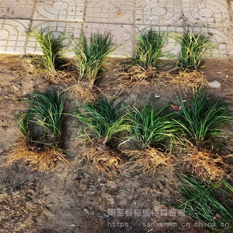 陕西西安四季青麦冬草苗圃西安麦冬苗花木可踩踏易管理