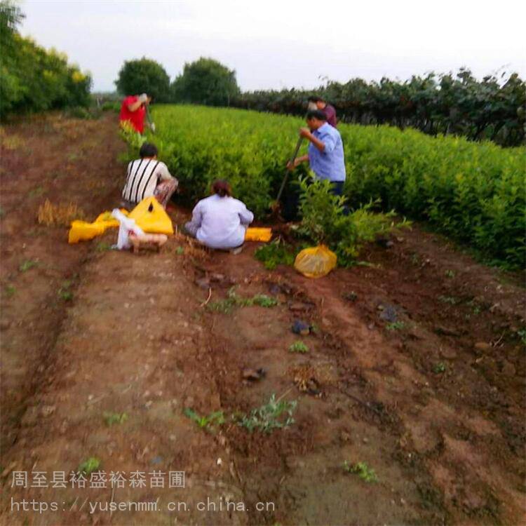 杨凌苗圃买树苗 陕西周至柳树 绿化苗木风景树