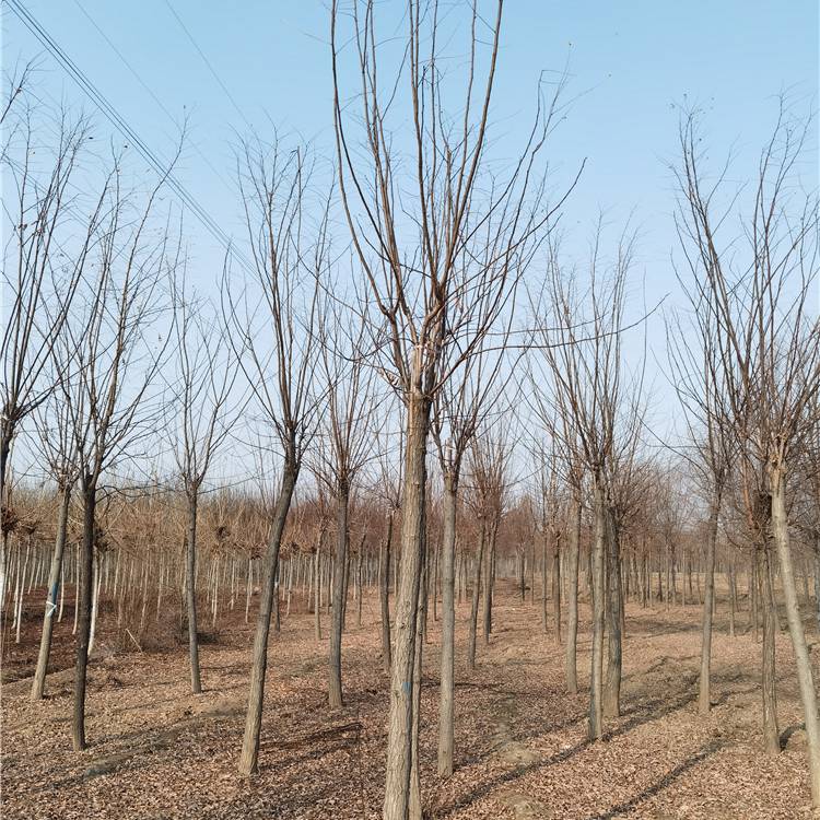 7公分红花刺槐-17公分红花刺槐-苗木行业-技术指导