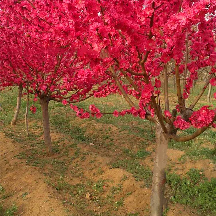 批发满天红碧桃树苗花色鲜艳花期长庭院花木露地园林碧桃树