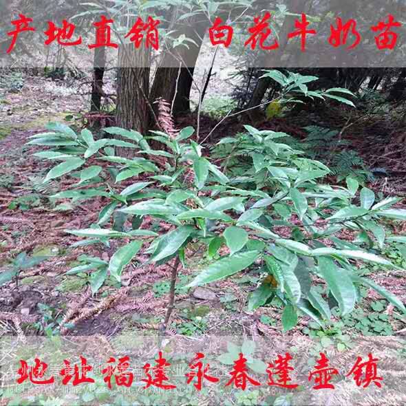 供应中药材白花牛奶树苗白花牛奶种子白花牛奶种苗