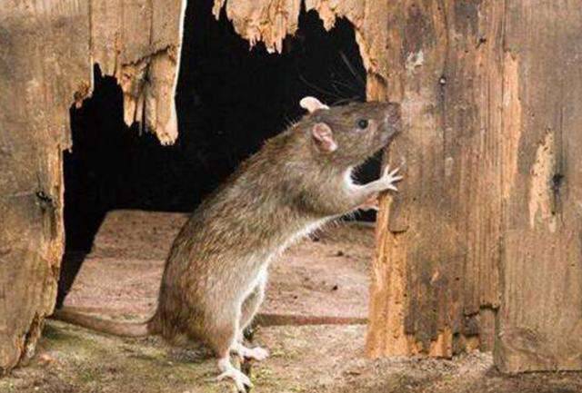 东莞酒店杀老鼠公司灭鼠