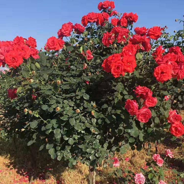 大花月季小苗> 青州花卉,宿根花卉,草花批发工程绿化花卉苗木采购基地