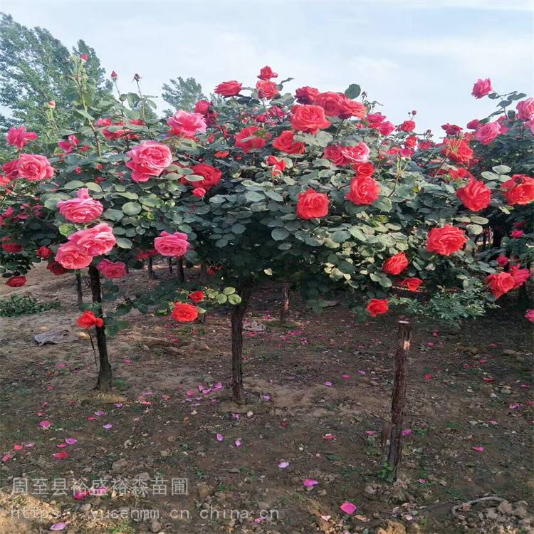 雪松绿篱一平方多少棵 常青藤苗 苗圃价格小苗子40种类