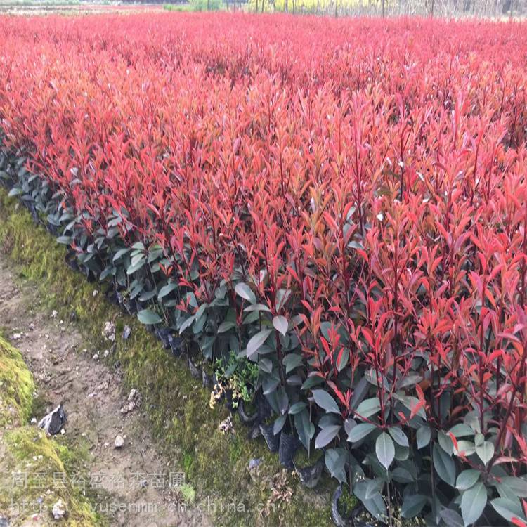 1米红叶石楠球树苗 美植袋苗绿化苗木 红叶石楠植物篱笆墙