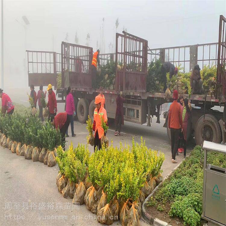 工厂常用绿化苗 陕西周至绿叶女贞 小区绿化苗木