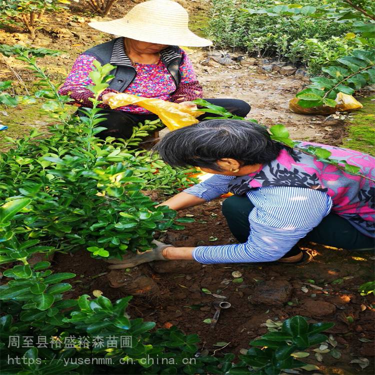 大叶黄杨球 喜光耐寒耐修剪 卫矛球 校园绿化苗木