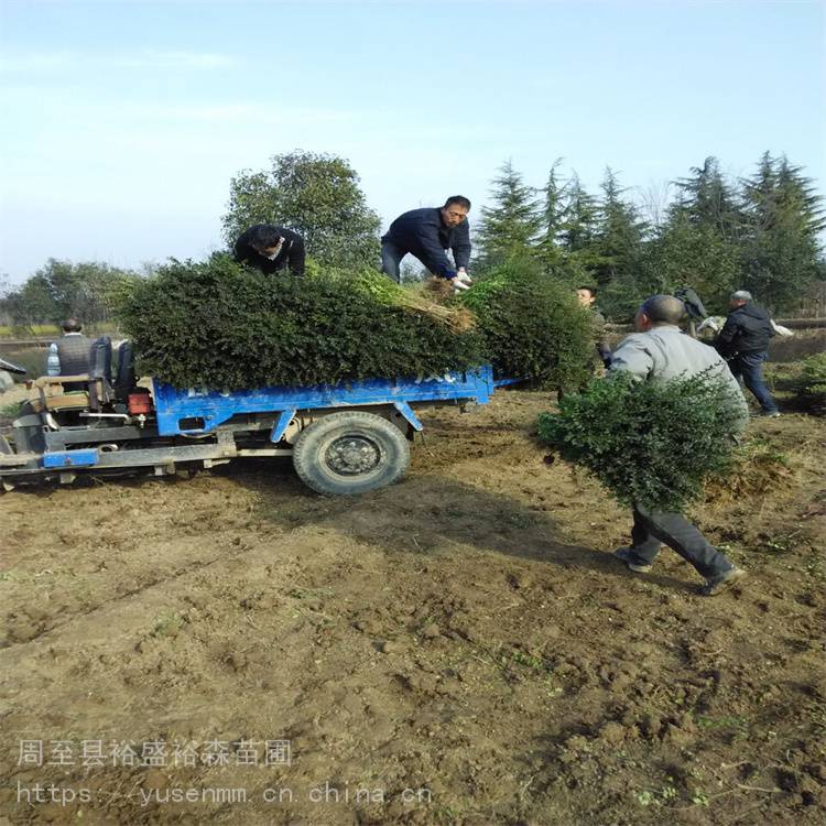 3年生绿化成品苗 陕西周至百日红 绿化苗木厂家