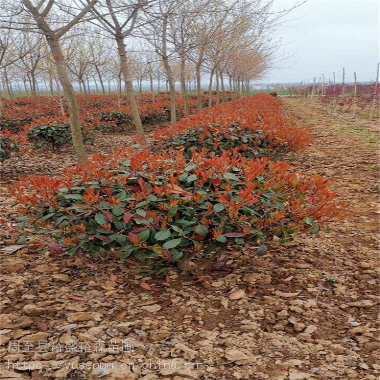 西安圆球红叶石楠200高冠幅 小型绿化苗木50厘米 哑柏苗圃红叶石楠高杆