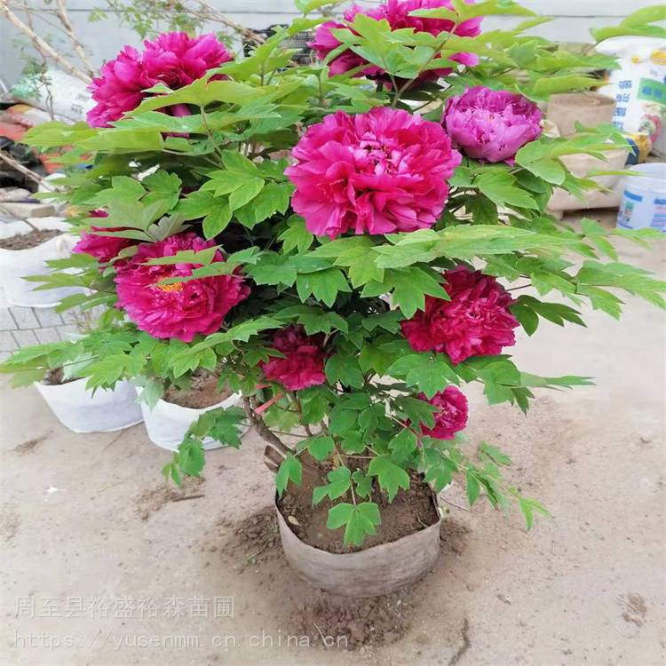 张掖树形牡丹 绿化苗木厂家西北苗木等级 红色花镜25cm