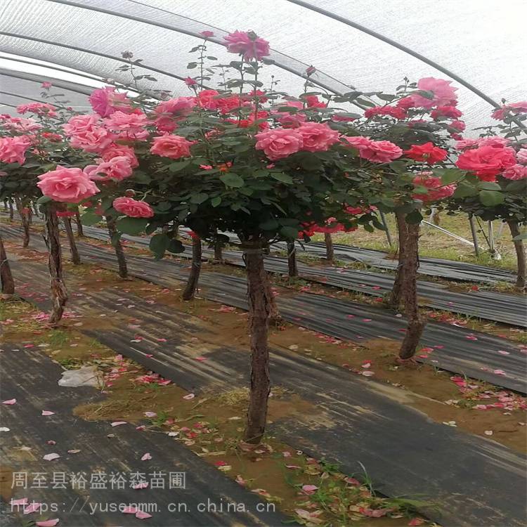 本地花木小苗 渭南卡罗拉月季 园林观花植物 陕西月季高杆