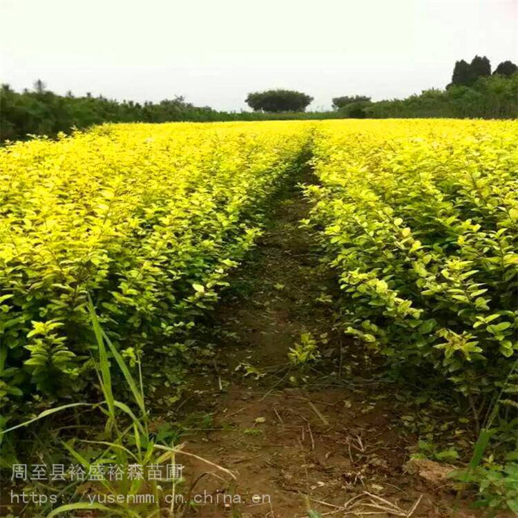 杨凌草坪种子 玫瑰 爬藤植物紫藤凌霄 香花槐