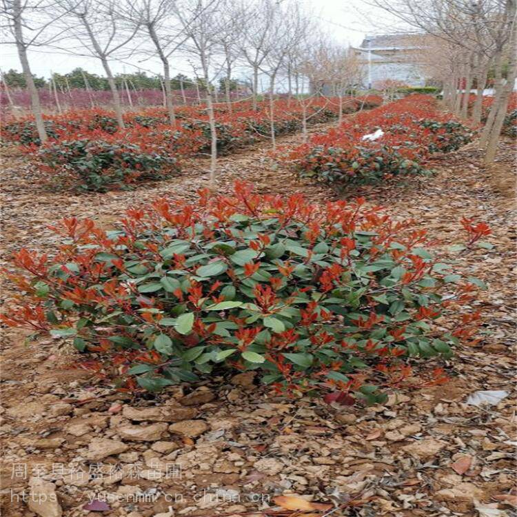西安圆球红叶石楠200高冠幅 小型绿化苗木50厘米 哑柏苗圃红叶石楠高杆