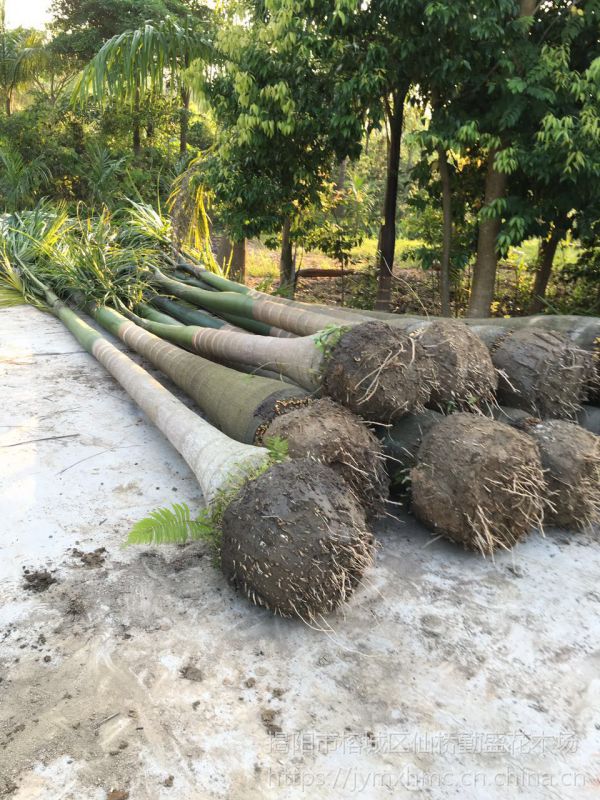 海南大王椰子树种植基地大王棕批发价格大王椰子供应商