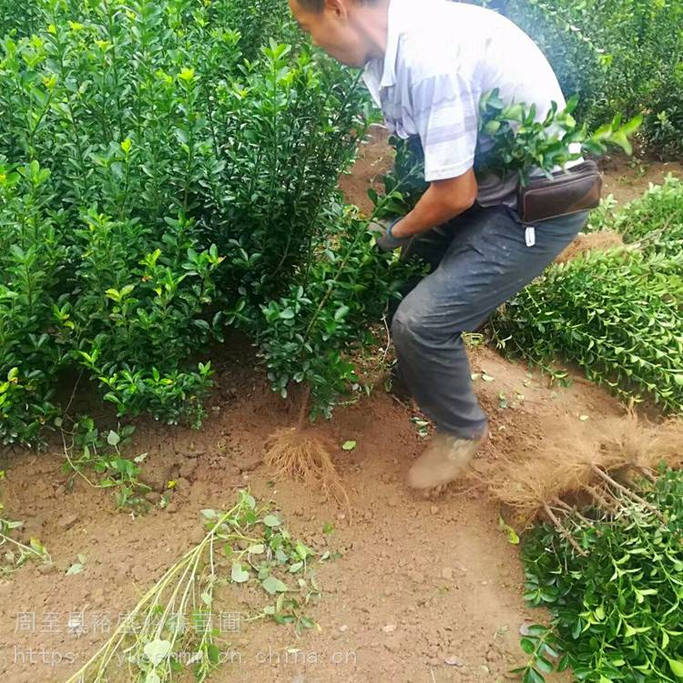 绿化苗木 冬青 工厂道路学校单位绿化效果好
