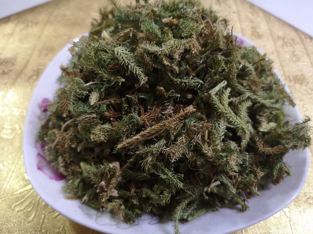 伸筋草的功效与作用当年货抽筋草价格