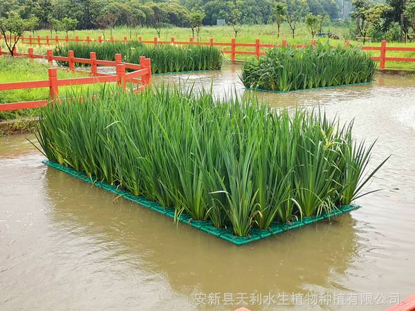 正方形人工生态浮床修复水体富营养化9孔植物浮岛