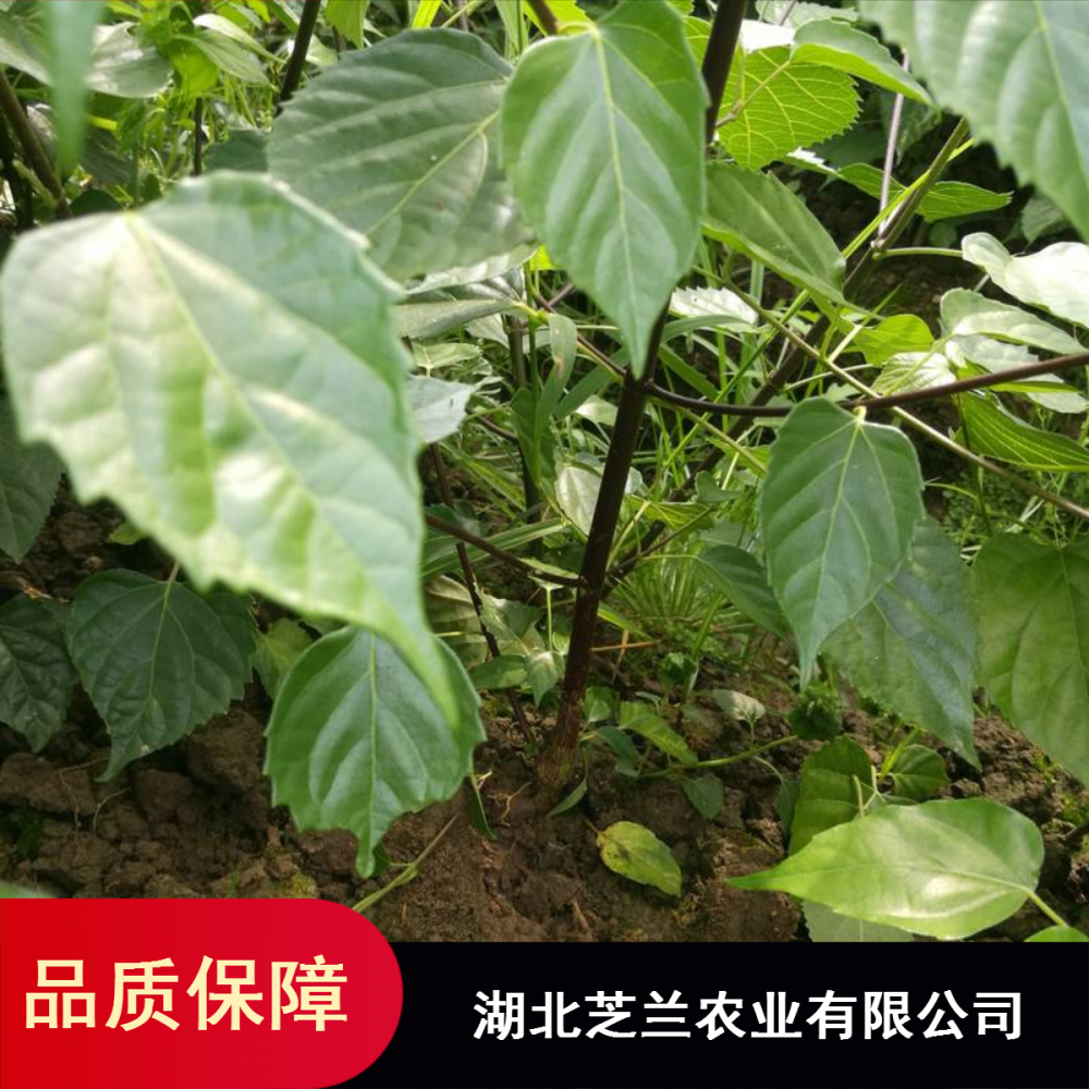 湖北芝兰农业观音豆腐树苗种植基地自产臭黄荆树苗