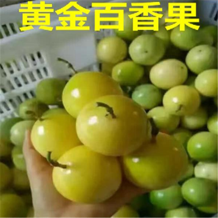 吉安黄金百香果15cm苗哪里买如何种植