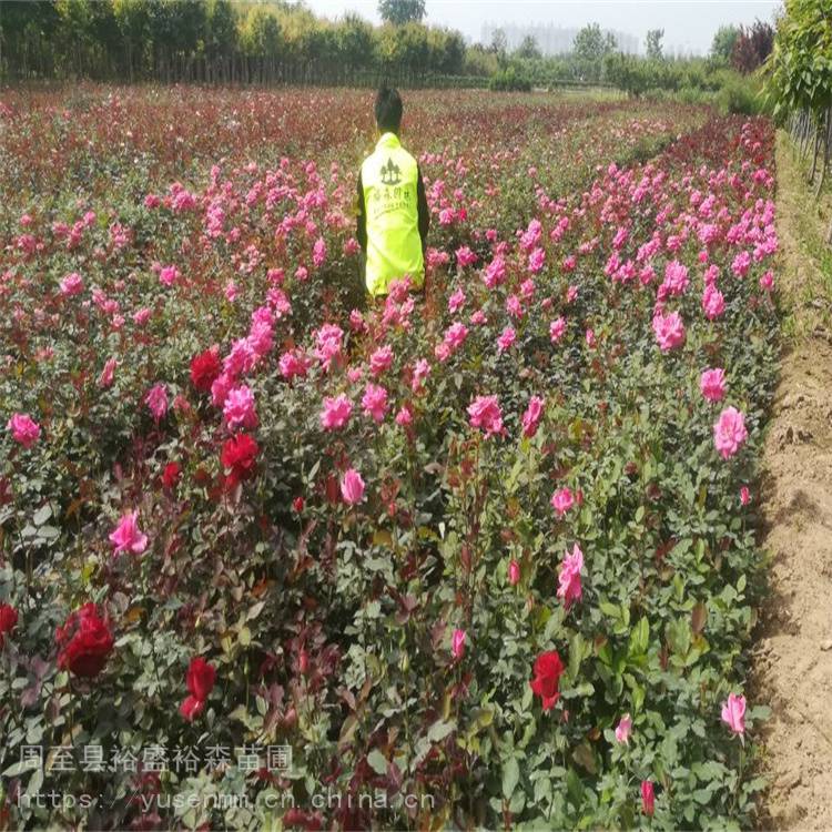 本地花木小苗 渭南卡罗拉月季 园林观花植物 陕西月季高杆