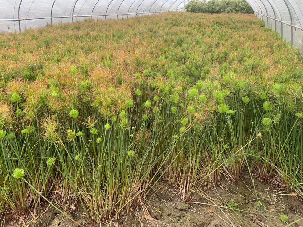 佳颖园艺纸莎草种植基地纸莎草价格