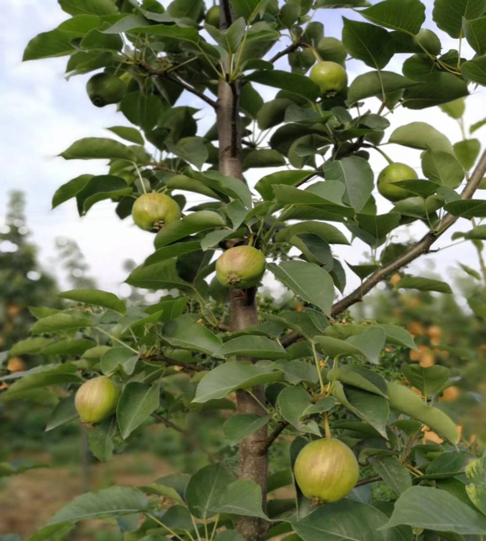 笨梨基地果树苗价格基地直发梨树苗早酥红梨树小苗批发价格