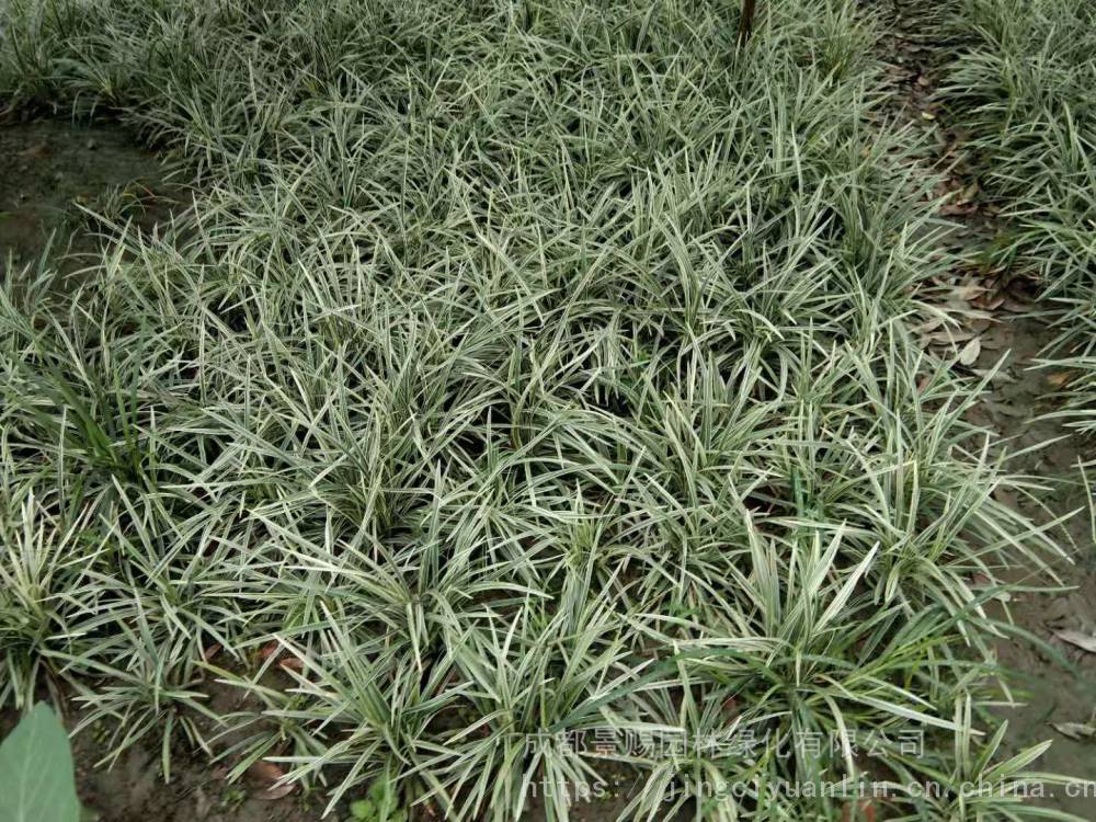 吉祥草属于地被植物吗基地现有大量吉祥草出售批发价
