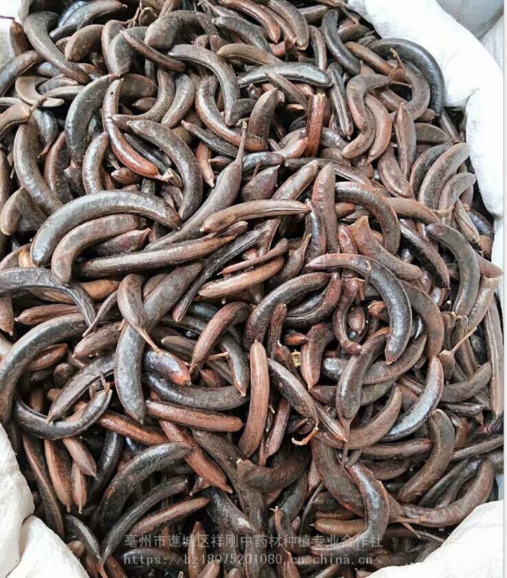 猪牙皂猪牙皂哪里有卖的猪牙皂价格多少
