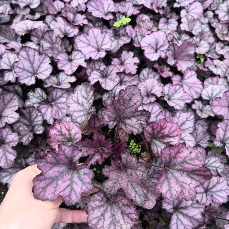 基地供应矾根花箱花卉矾根报价