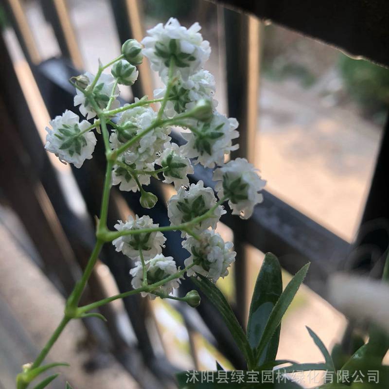 满天星种子粉色草花种子耐寒耐旱易种易管理花卉草坪观花草籽