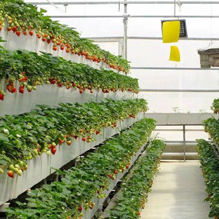草莓无土栽培立体种植槽可以提高土地利用率***之三十,滴灌和电加温大