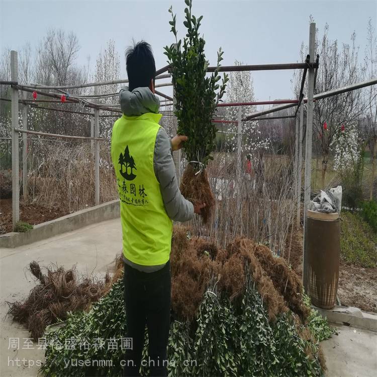 冬青球 绿化工程造型球 小叶女贞球 院子绿化树苗