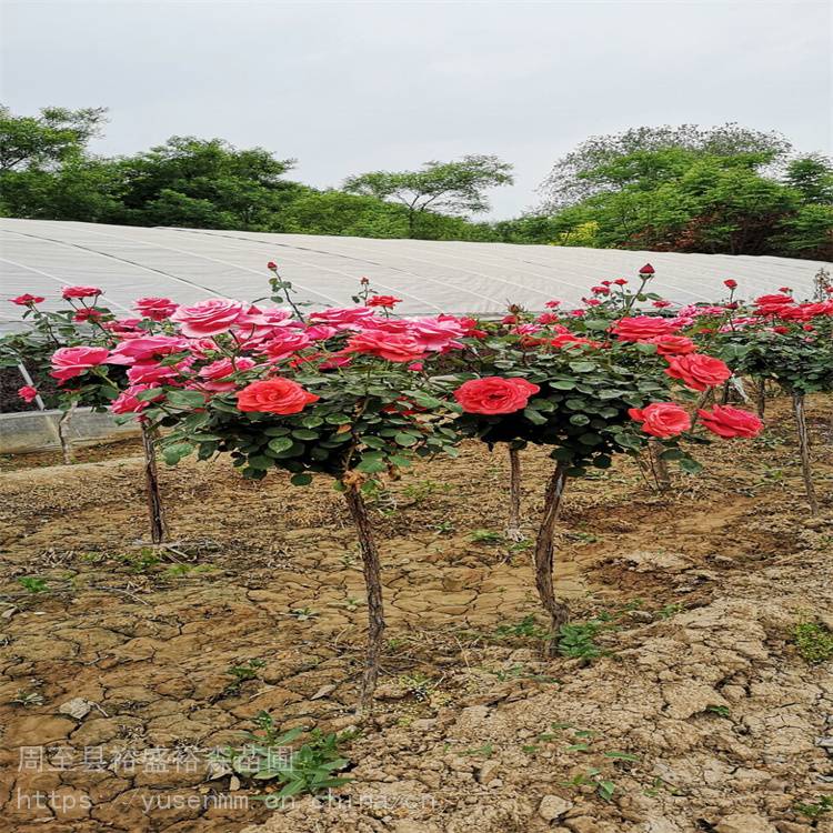 陕西树苗基地 海桐 苗圃春秋栽植 榆叶梅