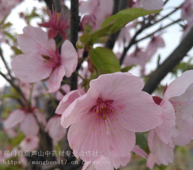 阳光樱日本樱花大小台湾樱花树苗早晚樱花嫁接绿化苗木庭院