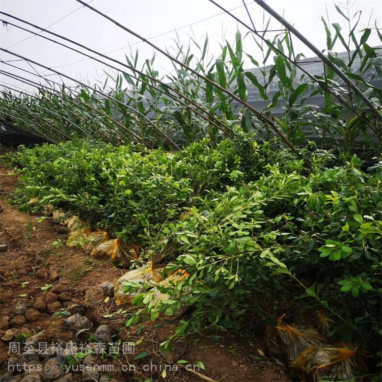苗圃树苗 冬青 本地供应商