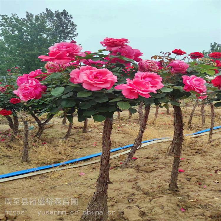 密枝红叶李苗 小型绿化苗木 五角枫土球苗8-15公分