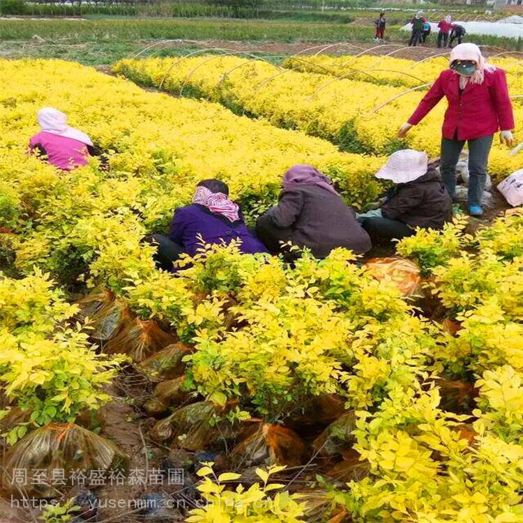 榆叶梅苗圃春秋栽植 黄叶女贞苗 长青绿化杨凌苗木