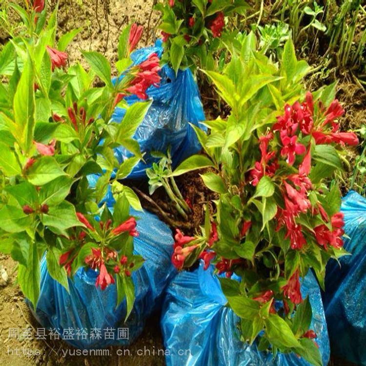 陕西周至买绿化苗木 水蜡 北方苗种植方法