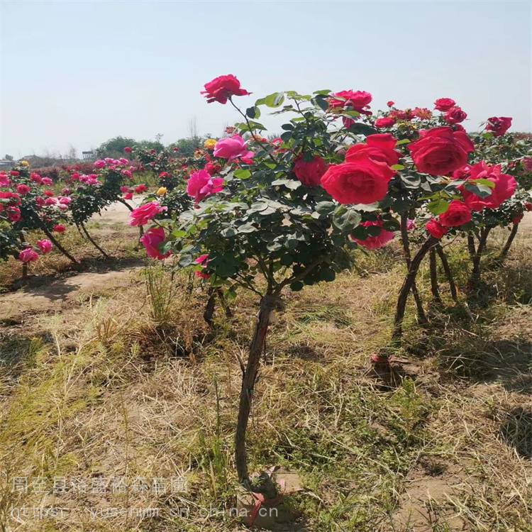 本地花木小苗 渭南卡罗拉月季 园林观花植物 陕西月季高杆