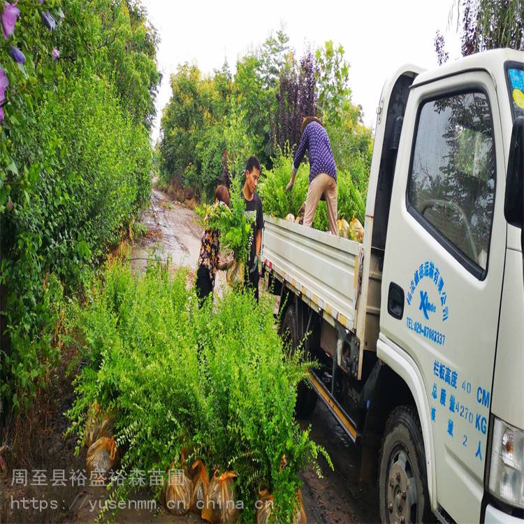 陕西周至苗木花圃树苗 绿化草籽苜蓿 耐寒常绿苗木